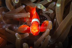A detailed macro composition capturing the intricate patterns, subtle colors, and delicate textures of a small marine subject. The tight framing emphasizes structure and behavior that can only be seen at close range, offering a glimpse into the micro-ecosystem that supports ocean biodiversity.