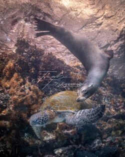 A turtle and a sea lion play around during a dive in Galapagos, Equator